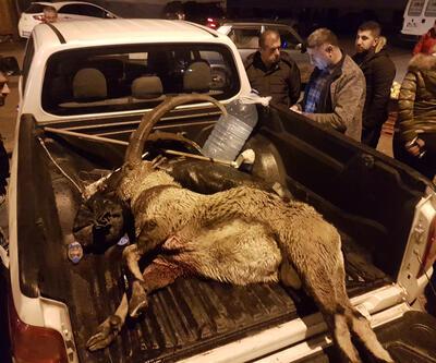 Koruma altındaki keçiyi vuran iki kişi serbest