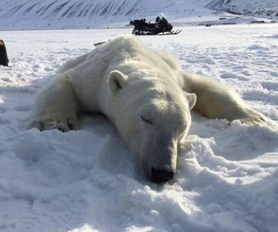 Kuzey Kutbu tarihinin en sıcak 5 yılını geçirdi