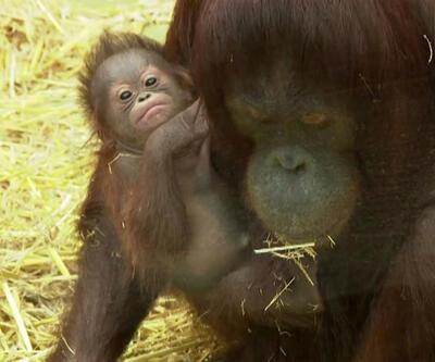 Bebek orangutanın sevimli anları