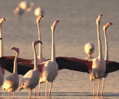 İzmir'de flamingolar kur dansı yaptı, doğaseverler o anlara tanıklık etti