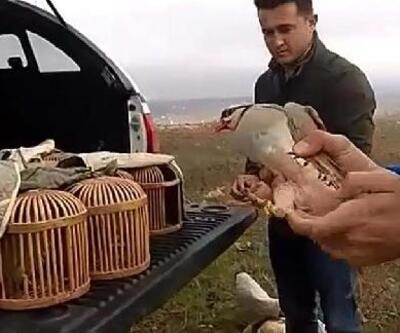 Kaçak avlanan 7 kınalı keklik doğaya bırakıldı