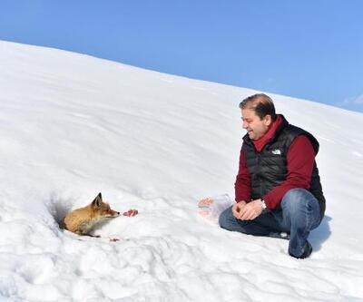 CHP'li başkan, yolda karşılaştığı tilkiyi besledi