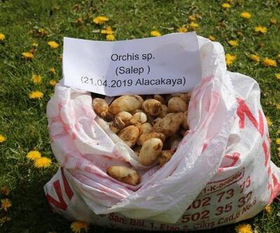 Elazığ'da 25 kilo salep soğanı ele geçirildi