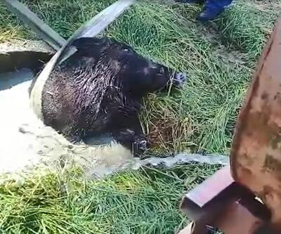 Su dolu kuyuya düşen yaban domuzu kurtarıldı 