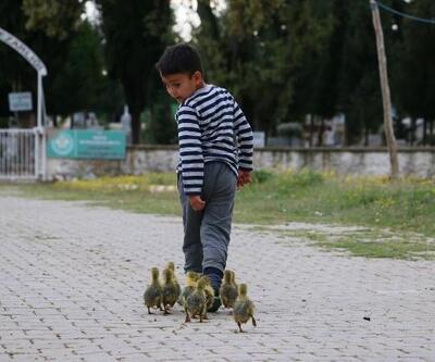 Minik Besim'in kaz yavrularıyla yürek ısıtan dostluğu