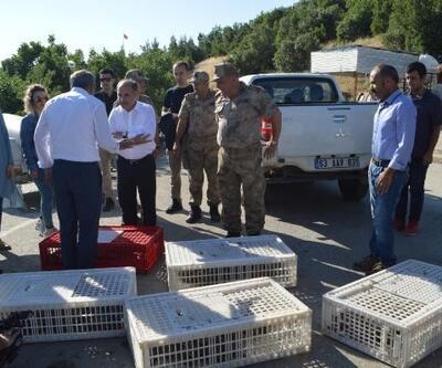 Şırnak'ta kınalı keklikler doğaya salındı