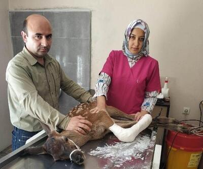 Yaralı yavru geyik tedavi altına alındı