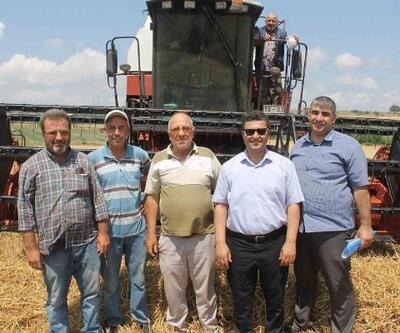 Buğday hasadı yapılan tarlalarda dane kontrolleri yapılıyor