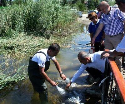 Bolu'da göllere sazan balığı yavrusu bırakıldı