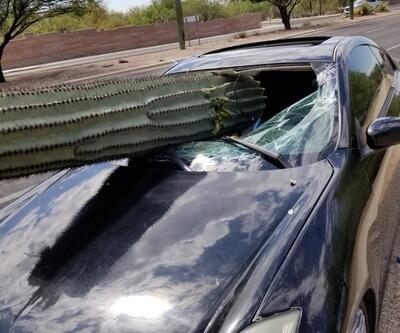 Arizona'da otomobil kaktüse daldı