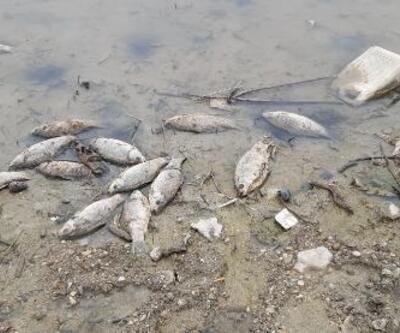 Samsun'da baraj gölünde toplu balık ölümleri