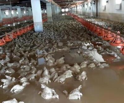 Sakarya'da 26 bin tavuk selde telef oldu