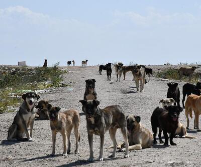 Lüleburgaz'daki 300 köpekten haber yok