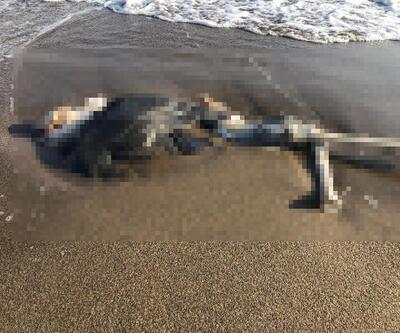 Kıyıya vurmuş insan iskeleti bulundu