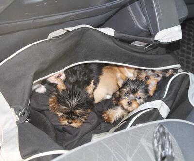 Yolcunun çantasından köpek yavruları çıktı