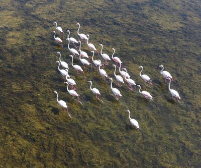 Serçin flamingoların akınına uğradı