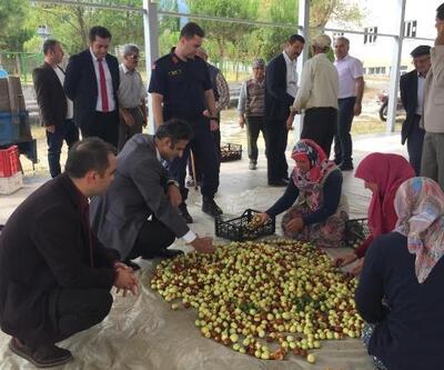 Demirci'de 4 yıl önce dağıtılan hünnap fidanları meyve vermeye başladı