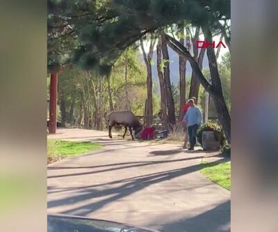Yaşam parkı ziyaretçilerine geyik saldırdı