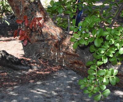 Alaçatı'daki sakız ağaçlarından 40 yıl sonra ilk hasat