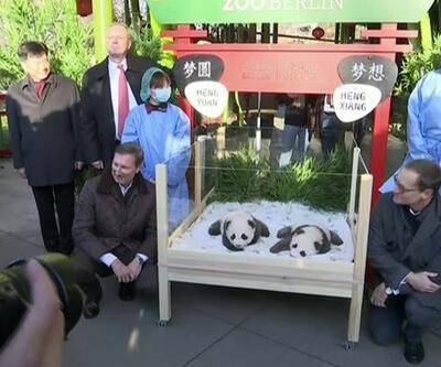 Almanya'nın ikiz pandaları 100 günlük oldu