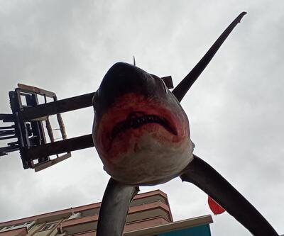 Balıkçıların ağına 200 kiloluk köpek balığı takıldı