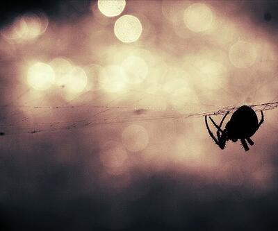 Avustralya'da 'zehirli örümcek' uyarısı
