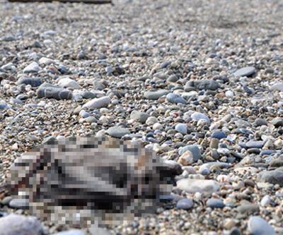 Gazipaşa'da sahilde 2 yarasa ölüsü bulundu