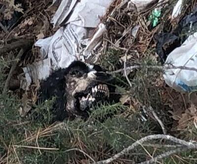 Uşak'ta çöplükte 20 köpek ölüsü bulundu