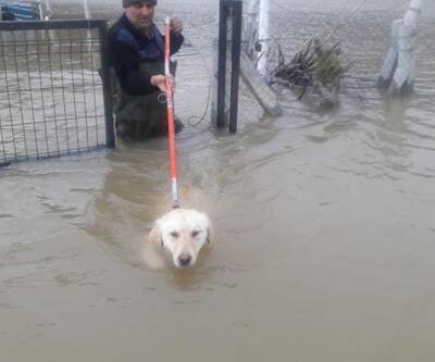 Sel sularında mahsur kalan köpek kurtarıldı