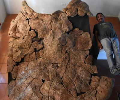 Dünyanın en büyük kaplumbağasının kabuğu bulundu