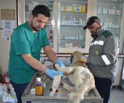 Yaralı köpek tedavi edildi