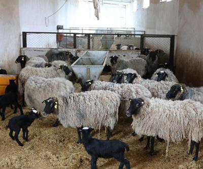 Hakkari'de ayı, ahırdaki 20 koyunu telef etti