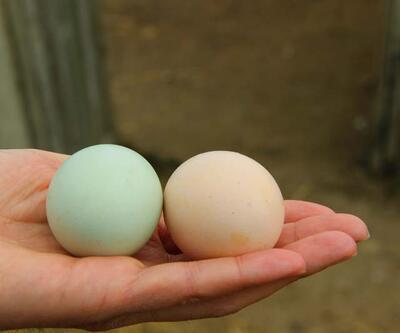 Cins tavuktan "mavi yumurta"! Taleplere yetişemiyor...
