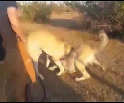 Köpekleri acımasızca dövüştürüp kameraya kaydettiler
