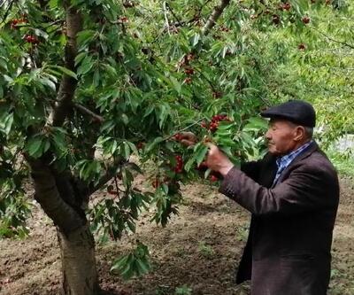 90 yaşındaki Abdullah dede, bahçesinde kiraz ve ceviz yetiştiriyor