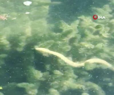İznik Gölü'nde birçok yılanın su yüzüne çıkması tedirgin etti | Video