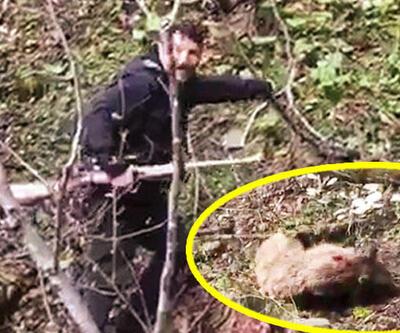  Artvin'de yavru ayıyı vurdular: Tepki çeken olayda son dakika gelişmesi | Video
