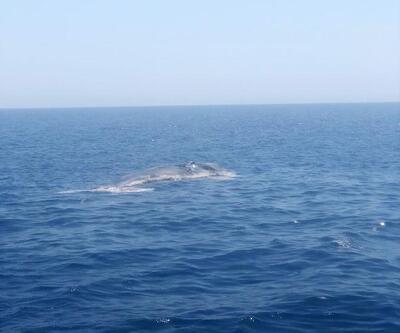 Son dakika... Finike Körfezi'nde ölü balina görüntülendi