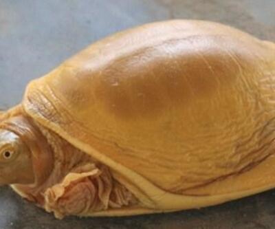 Dünyanın 5’inci altın renkli kaplumbağası bulundu