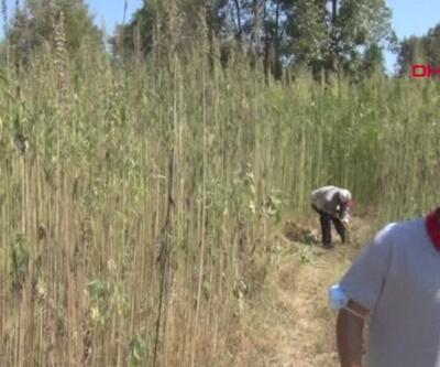 Kenevirde ilk hasat heyecanı | Video