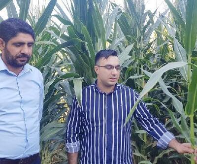 Karakoçan'da silajlık mısır hasadı başladı