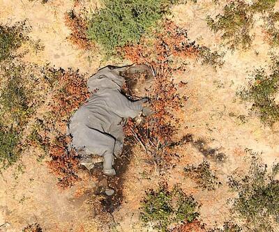 Yüzlerce fil ölmüştü! Nedeni belli oldu
