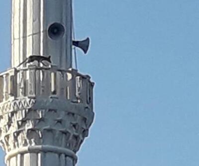 Minareye çıkan tilki görenleri şaşırttı