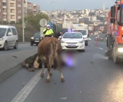 Arnavutköy'de minibüs yola fırlayan iki ineğe çarptı | Video 