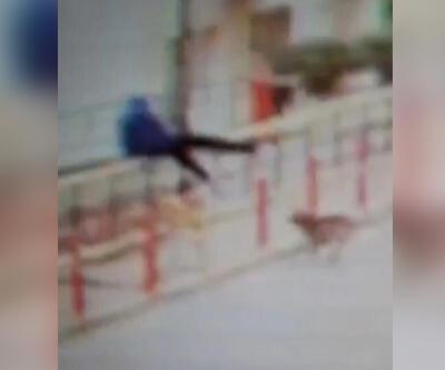 Köpekten kaçarken 6 metre yükseklikten düştü | Video