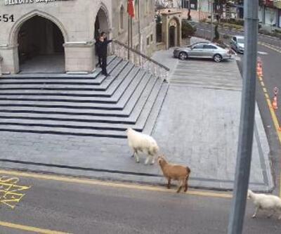 Belediye binasına girerken görüntülenen hayvanların sahibi konuştu