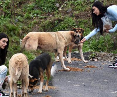Sokak hayvanlarını elleriyle besledi: Terk edilmiş çok köpek var