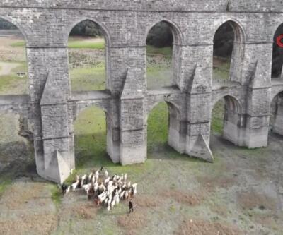 Alibeyköy Barajı'nda artık koyunlar otluyor | Video