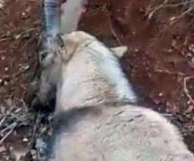 Tunceli'de vurulan yaban keçisi kurtarılamadı