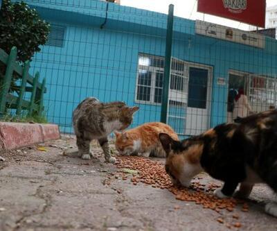 Adana'da 25 kedi zehirlendi
